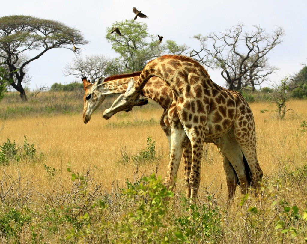 fighting giraffes